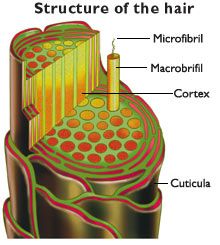 haaraufbau.jpg